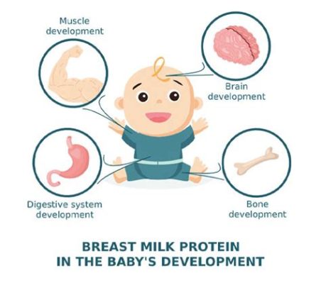 how long does milk protein stay in breastmilk? the role of maternal diet on its duration