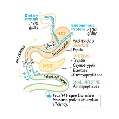 how much protein can be digested at once: Delving into the Complexities of Protein Absorption and Individual Variability